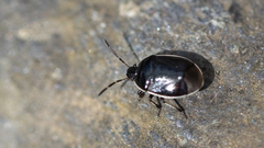 Sehirus cinctus cinctus