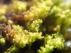 Ulota obtusiuscula