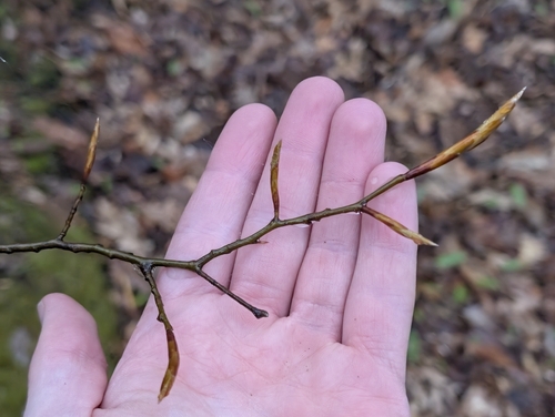 American Beech