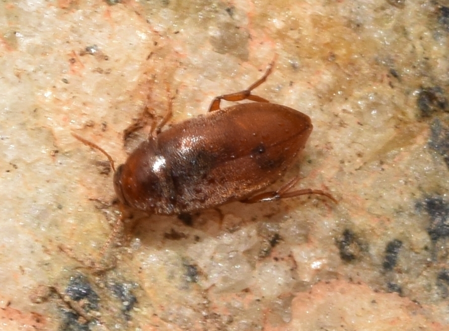 Eucinetomorphus