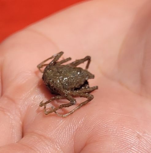 Pyromaia tuberculata observed 2026-05-14