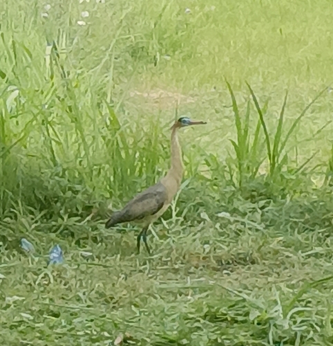Whistling Heron