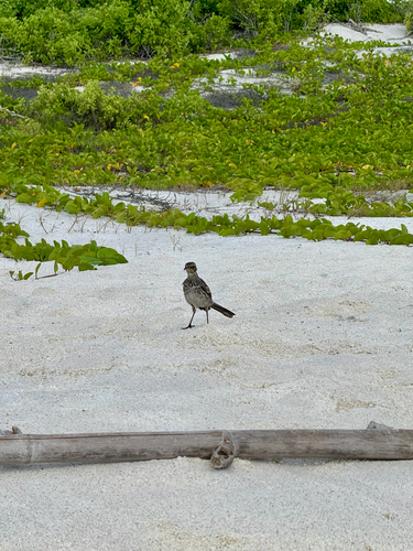 Espanola Mockingbird (Mimus macdonaldi), photo 4