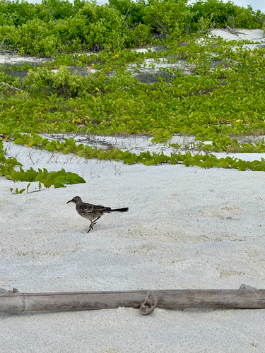 Espanola Mockingbird (Mimus macdonaldi), photo 3