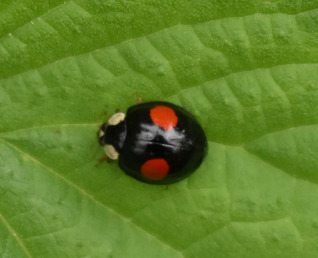 Asian Lady Beetle