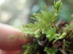 Mnium spinulosum
