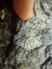 Parmeliopsis hyperopta