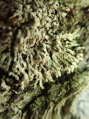 Parmeliopsis hyperopta