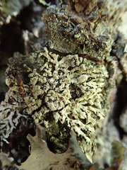 Parmeliopsis hyperopta
