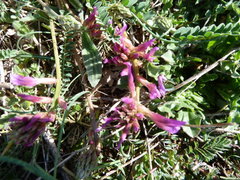 Astragalus monspessulanus monspessulanus
