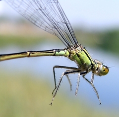 Ischnura elegans