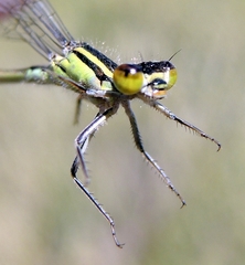 Ischnura elegans