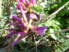 Astragalus monspessulanus monspessulanus