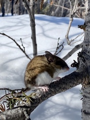 Peromyscus arcticus