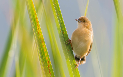 Red-faced Cisticola