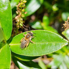 Andrena