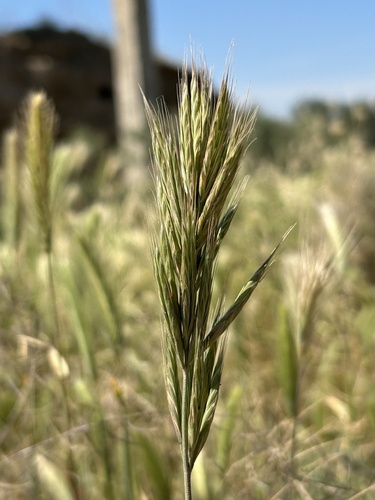 Bromus scoparius, photograph 6