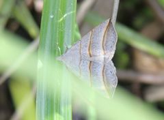 Colobochyla salicalis