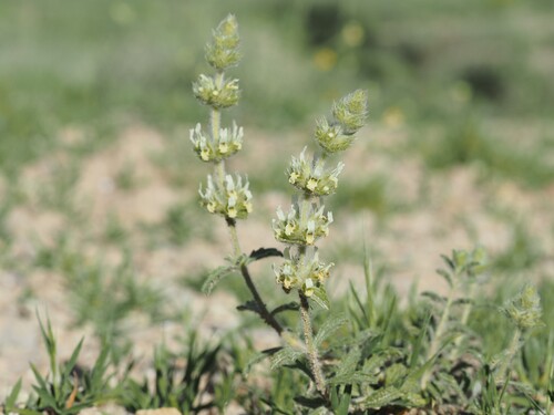Sideritis endressii, photograph 3