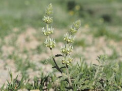 Sideritis endressii, photograph (c) Louis Aureglia, some rights reserved (CC BY)