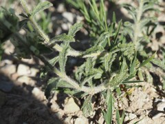 Sideritis endressii, photograph (c) Louis Aureglia, some rights reserved (CC BY)