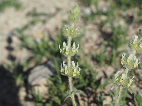 Sideritis endressii, photograph 4