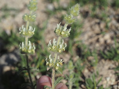 Sideritis endressii, photograph 5