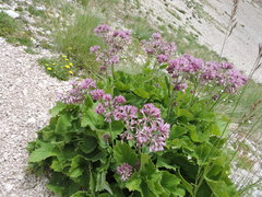 Adenostyles australis