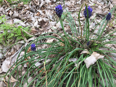 Muscari neglectum