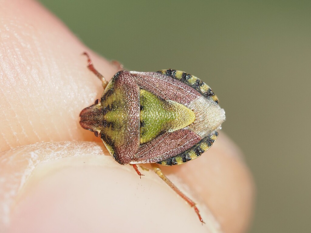 Antheminia absinthii