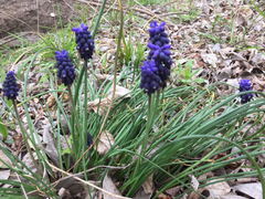 Muscari neglectum