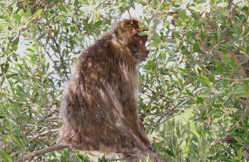 Barbary Macaque