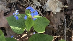 Brunnera macrophylla