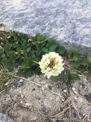 Trifolium repens repens