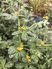 Acmispon heermannii