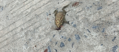 Duttaphrynus melanostictus
