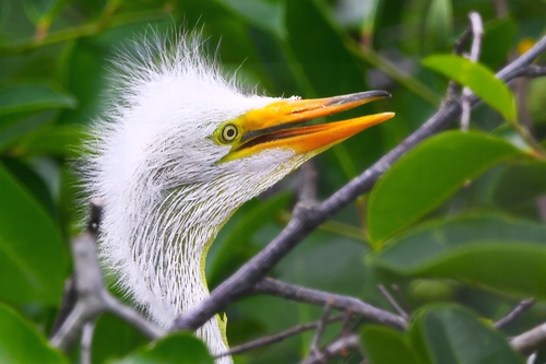 Grande Aigrette, jeune