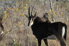 Hippotragus niger niger