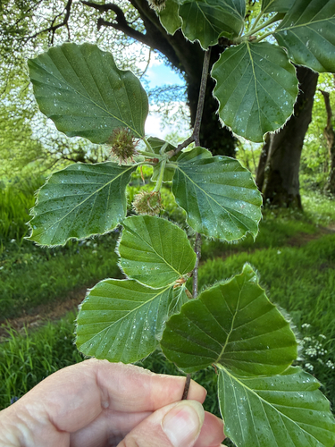 European Beech