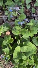 Brunnera macrophylla