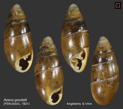 Three-toothed Moss-snail