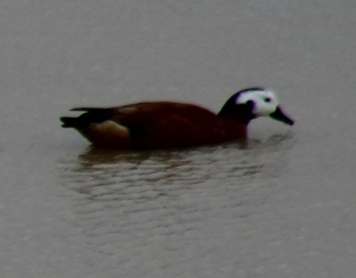 iNaturalist image