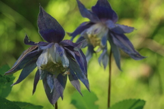 Clematis macropetala
