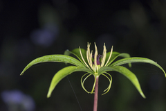 Paris polyphylla polyphylla