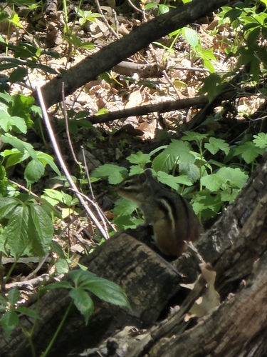 Eastern Chipmunk