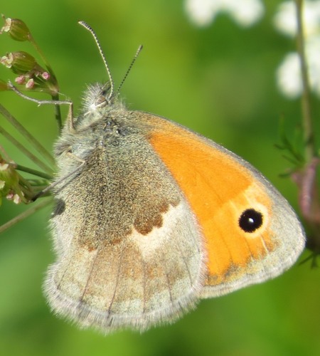 Small Heath, photo 8 of 10