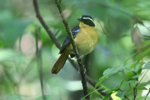 Blue-shouldered Robin-Chat