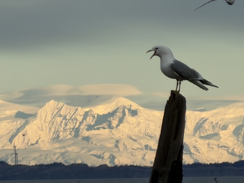 Short-billed Gull｜短嘴鸥 参考照片