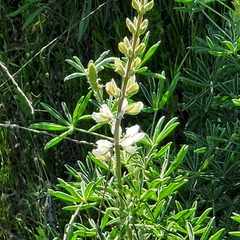 Lupinus longifolius