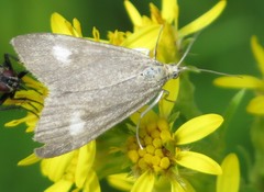 Udea alpinalis